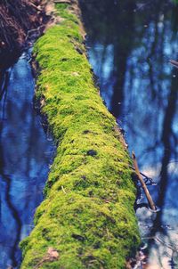 Close-up of moss growing on tree trunk in forest
