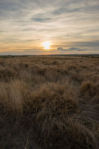 Scenic view of grassy field against sky during sunset