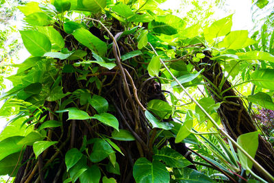 Close-up of green leaves