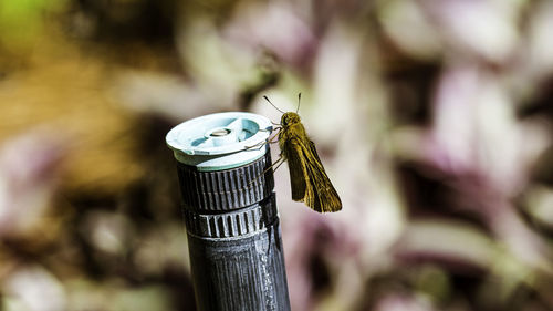 Close-up of butterfly perching on wooden post