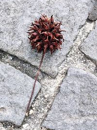 Close-up high angle view of flower