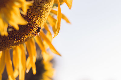 Close-up of sunflower