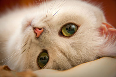 Head of white british cat with green eyes and pink nose