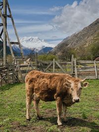 View of a horse on field against mountain