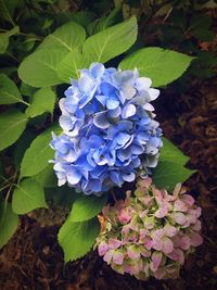 Close-up of purple hydrangea blooming outdoors