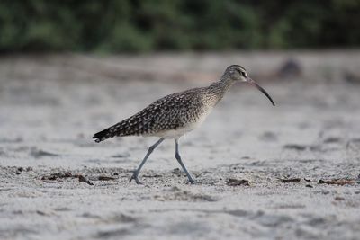 Close-up of bird on field