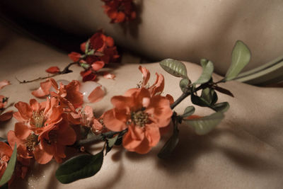 High angle view of flowering plant on table