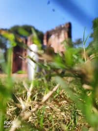 Plants growing on field against sky