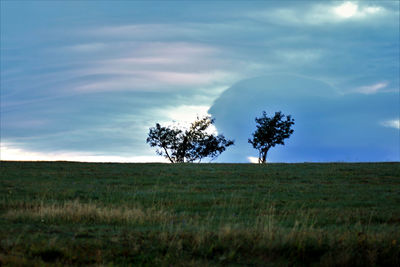 Tree on field against sky