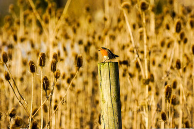 Close-up of bird perching on grass