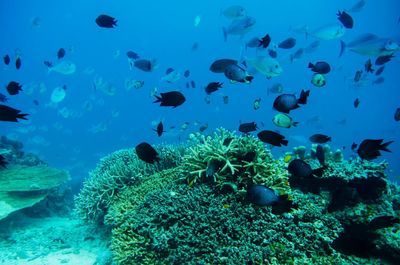 View of fish underwater