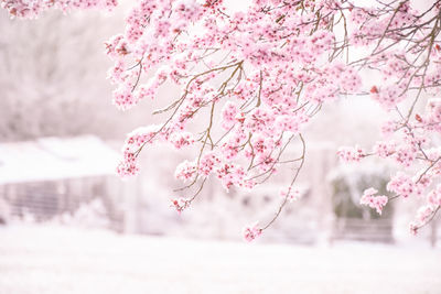 Close-up of pink cherry blossom tree