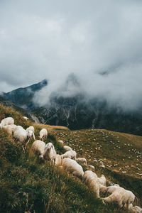 Scenic view of sheep in landscape against sky