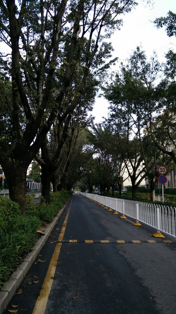 tree, the way forward, diminishing perspective, transportation, vanishing point, road, road marking, sky, growth, street, built structure, empty road, branch, treelined, architecture, day, building exterior, empty, long, outdoors