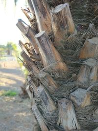 Close-up of tree trunk