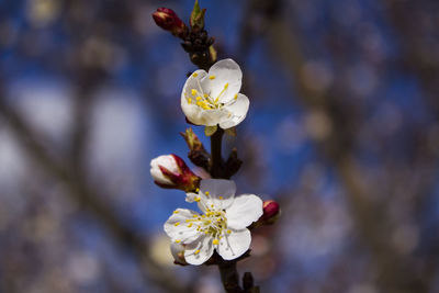 Close-up of white cherry blossom