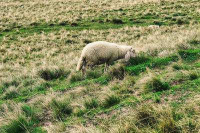 View of an animal on field