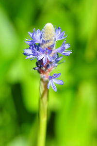 Close-up of purple flowers