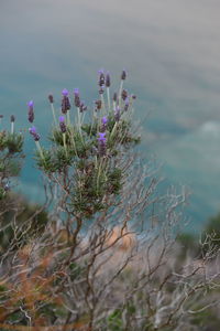 Close-up of purple flowering plant