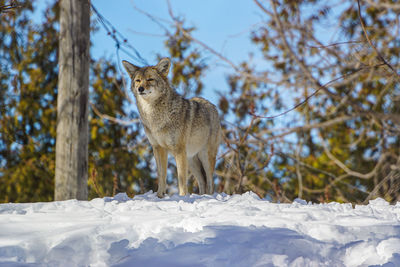 Coyote on snow covered land