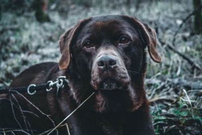 Close-up portrait of dog