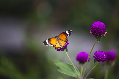 Close-up of butterfly pollinating on purple flower