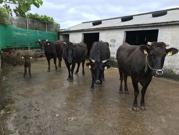 Cows standing in a horse