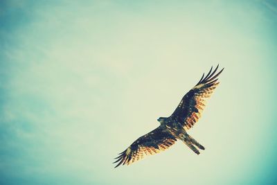 Low angle view of birds flying in sky