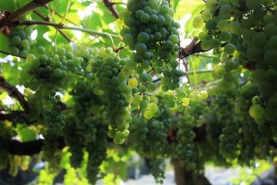 Close-up of grapes growing in vineyard