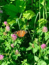 Butterfly on pink flower