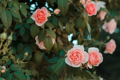 Close-up of rose bouquet