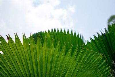 Close-up of palm leaves against sky