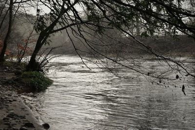 Scenic view of river amidst trees in forest