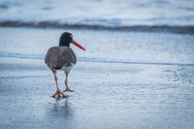 Full length of bird on shore