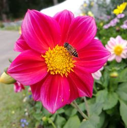 Close-up of bee on pink flower