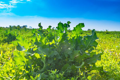 Plants growing on field against sky