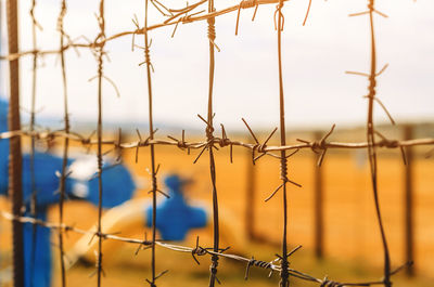 Close-up of plant against sky