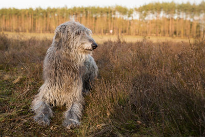 Dog looking away on field