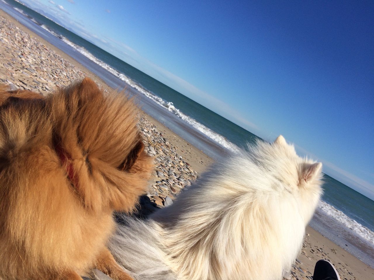 mammal, animal themes, animal, one animal, sea, domestic, domestic animals, pets, water, sky, vertebrate, dog, canine, horizon, horizon over water, no people, beach, nature, clear sky, animal head, small