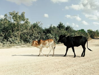 Cows on a road