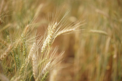 Close-up of stalks in wheat field