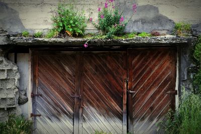 Plants growing on house wall