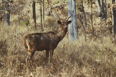 Deer in forest
