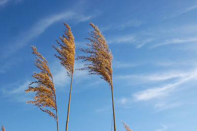 Low angle view of stalks against blue sky