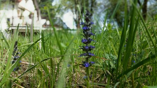 Purple flowers growing on grassy field