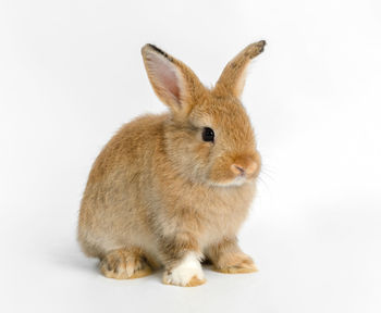 Close-up of a cat against white background