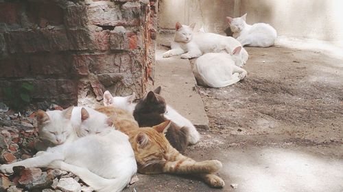 High angle view of white birds