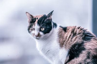 High angle portrait of cat