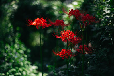 Close-up of red flowering plants