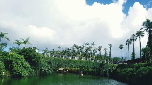 Panoramic view of trees and plants against cloudy sky